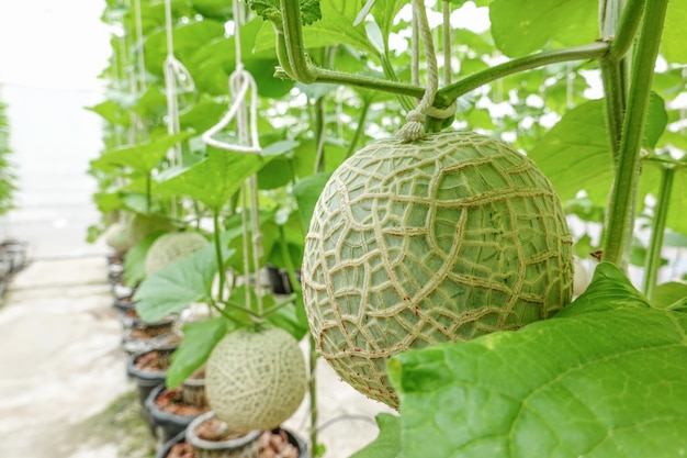 Fila crescente della pianta giapponese di frutti del melone o del melone nell'azienda agricola organica del giardino dell'albero di coltivazione della serra.