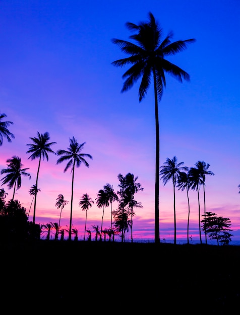 Fila degli alberi del cocco con il bello tramonto o alba drammatico del cielo sopra il paesaggio del mare tropicale di bello fondo della natura a phuket Tailandia