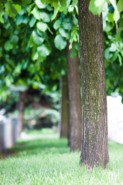 Fila degli alberi in vicolo vago