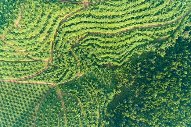 Fila del giardino della piantagione della palma sull&#39;alta montagna in Phang Nga Tailandia