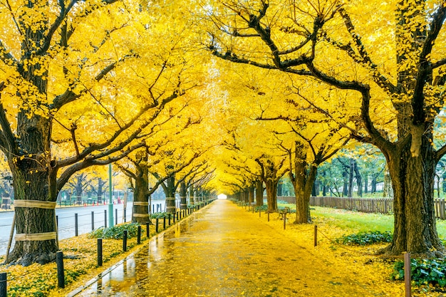 Fila dell'albero giallo del ginkgo in autunno