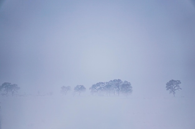 Fila di alberi di paesaggio invernale minimo su innevato