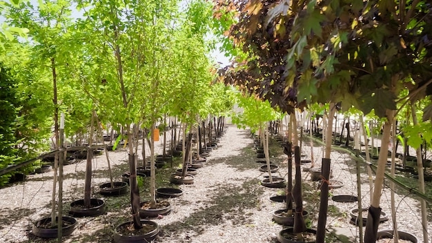 Fila di alberi nel centro di giardinaggio locale.