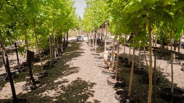 Fila di alberi nel centro di giardinaggio locale.