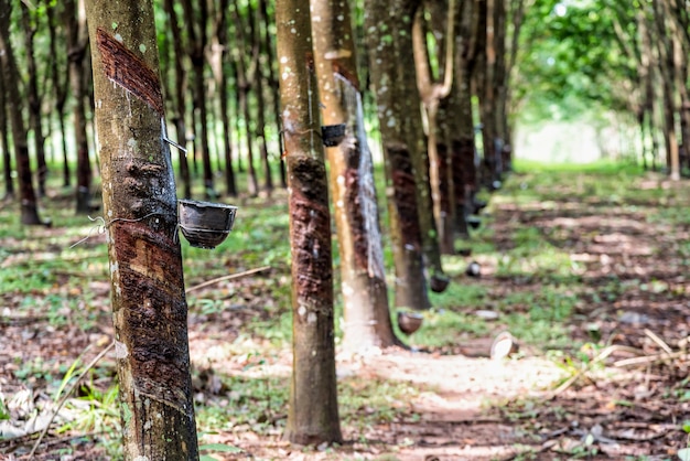 Fila di albero di gomma filettato o Hevea Brasiliensis con gocce di gocciolamento di lattice bianco naturale dall'albero alla piantagione in Thailandia