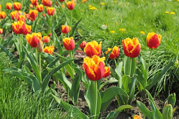 Fila di bei tulipani rossi e gialli