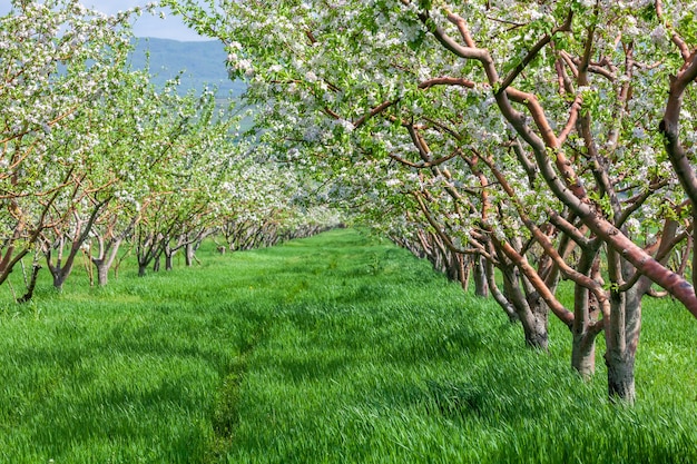 Fila di bella fioritura di mele decorative e alberi da frutto