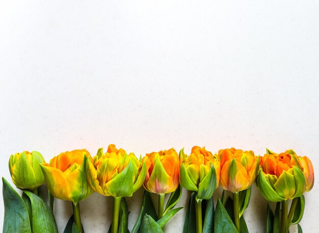 Fila di bellissimi tulipani arancioni su sfondo bianco perfetto per biglietto di auguri di sfondo