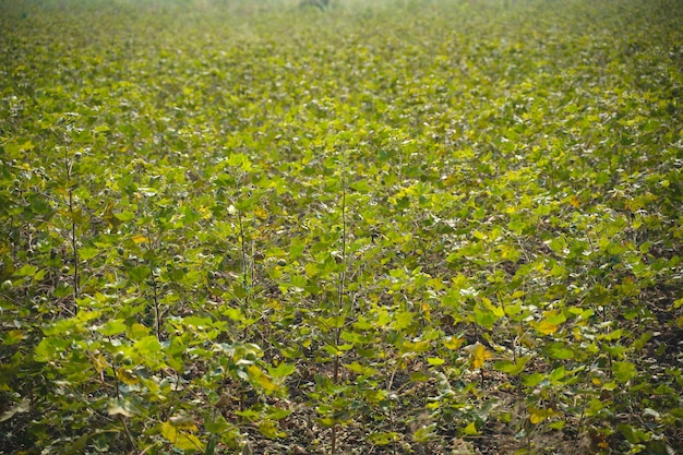 Fila di campo di cotone verde crescente in India.