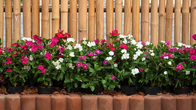 Fila di fiori bianchi e rosa stanno sbocciando in blocco di mattoni ad incastro con parete di legno di bambù