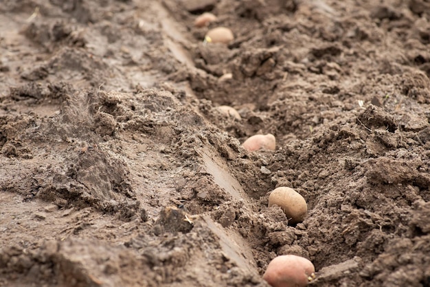 Fila di fori realizzati con pala e patate al loro interno Piantare il concetto di patate