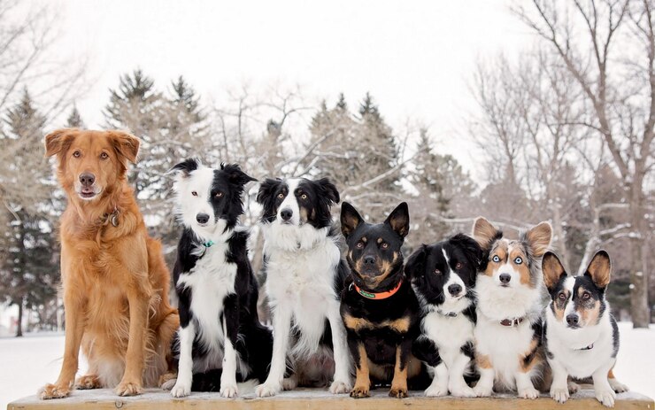 Fila di sette cani nel parco in inverno