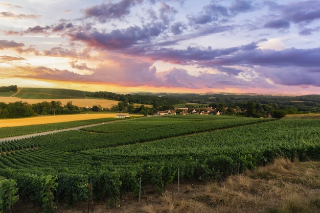 Fila di uva da vino in vigneti di champagne a montagne de reims, Reims, France