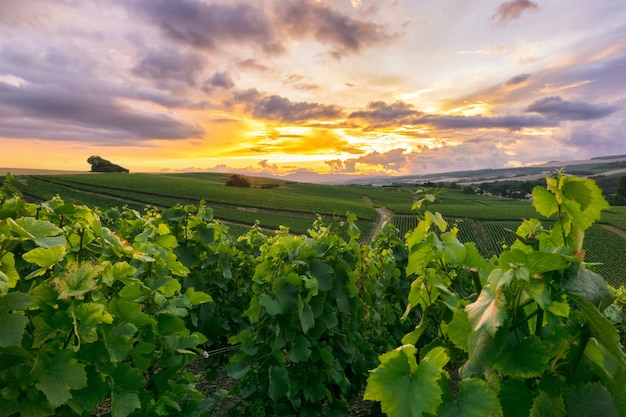 Fila di uva da vino in vigneti di champagne a montagne de reims, Reims, France