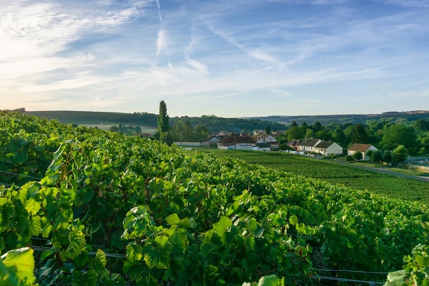 Fila di uva da vino nei vigneti di champagne a montagne de reims, Reims, Francia