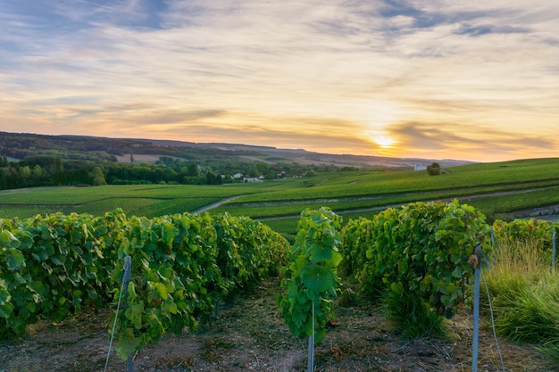 Fila di uva da vino nei vigneti di champagne a montagne de reims, Reims, Francia