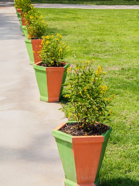 Fila di vasi per alberi lungo il cemento