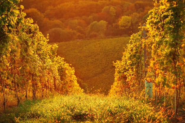 Fila di vigneti in Slovenia