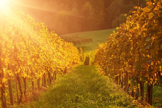 Fila di vigneti in Slovenia