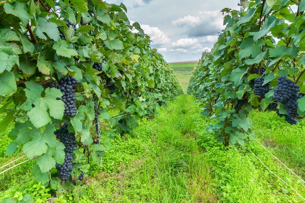 Fila l&#39;uva della vite nelle vigne dello champagne a Montagne de Reims, Francia