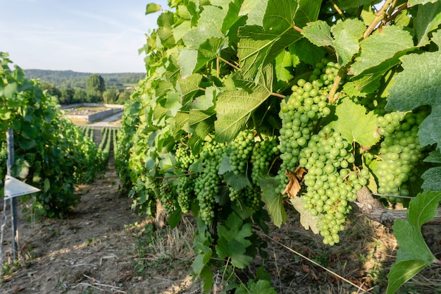 Fila l&#39;uva della vite nelle vigne dello champagne al villaggio della campagna di Montagne de Reims