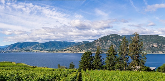 Filari d'uva conducono al paesaggio estivo del lago