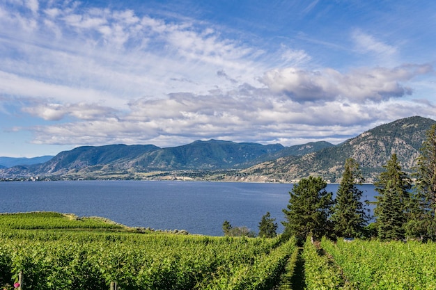 Filari d'uva conducono al paesaggio estivo del lago