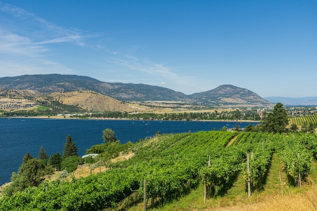 Filari d'uva sulla riva dell'azienda agricola del lago Skaha mounains cielo blu e nuvole bianche sullo sfondo