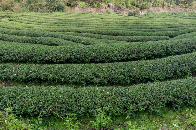 Filari di alberi da tè regolari nel giardino del tè