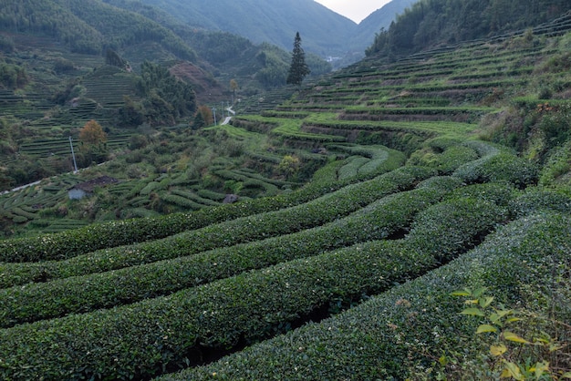 Filari di alberi da tè regolari nel giardino del tè