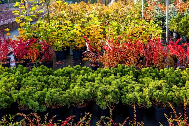 filari di alberi decidui nel garden center vendita di piante piantine di alberi vari