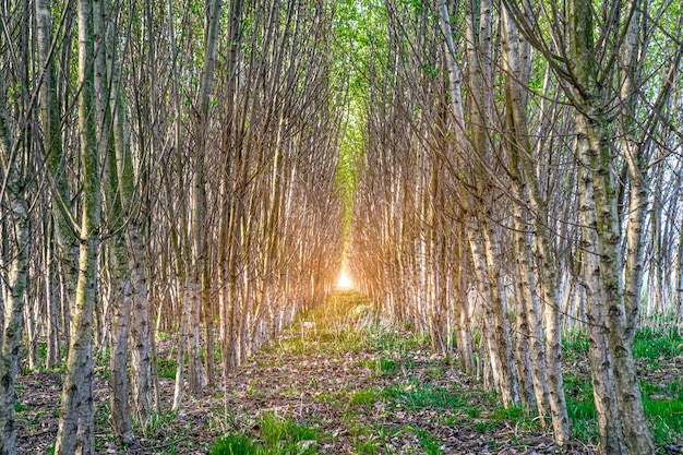 filari di alberi nella foresta piantati dall'uomo per il ripristino della natura