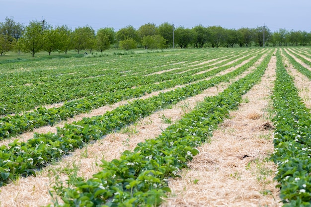 Filari di fragole si allungano fino all'orizzonte