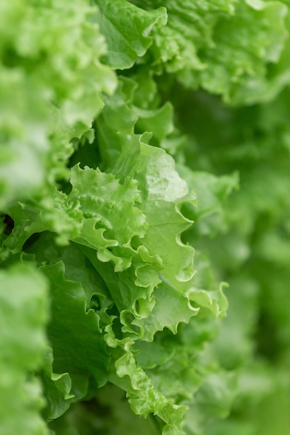 Filari di ortaggi in agricoltura verticale biologica