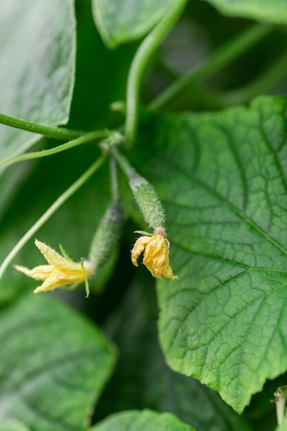 Filari di ortaggi in agricoltura verticale biologica