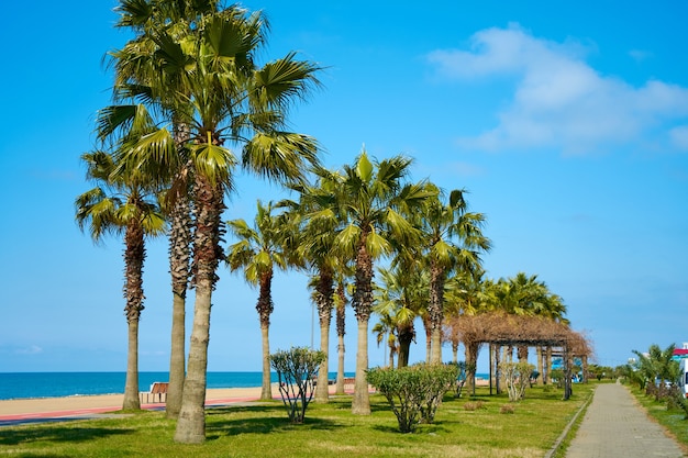 Filari di palme sul moderno lungomare ben curato della località turistica.
