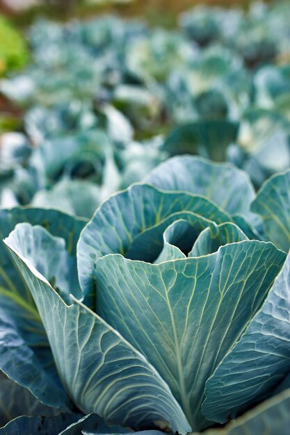 Filari di piante di cavolo cappuccio fresche sul campo