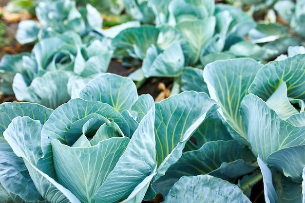 Filari di piante di cavolo cappuccio fresche sul campo