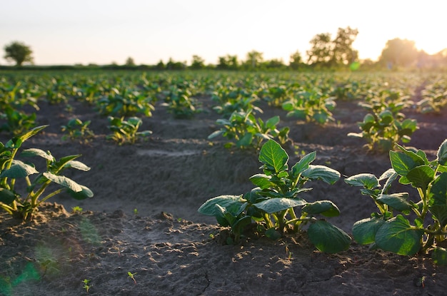 Filari di piccoli cespugli di patate in una piantagione agricola Filari di ortaggi Coltivazione di cibo in vendita Olericoltura Agricoltura e agroindustria Paesaggio con terreni agricoli Agricoltura agricoltura biologica