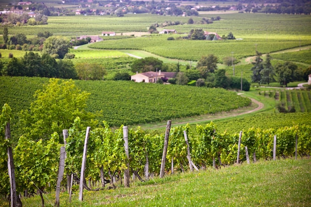 Filari di vigneti nel sud della Francia