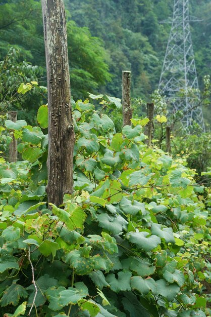 Filari di vigneti per la vinificazione