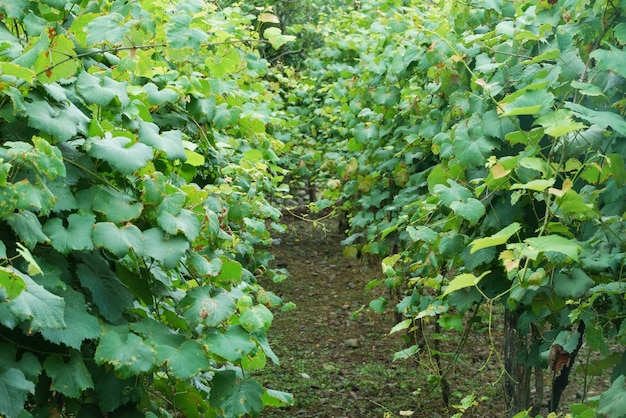 Filari di vigneti per la vinificazione