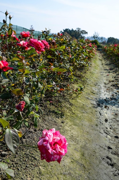 Filatelia fiore rosa nel giardino