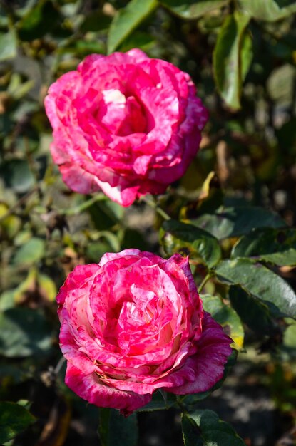 Filatelia fiore rosa nel giardino