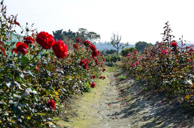 Filatelia fiore rosa nel giardino