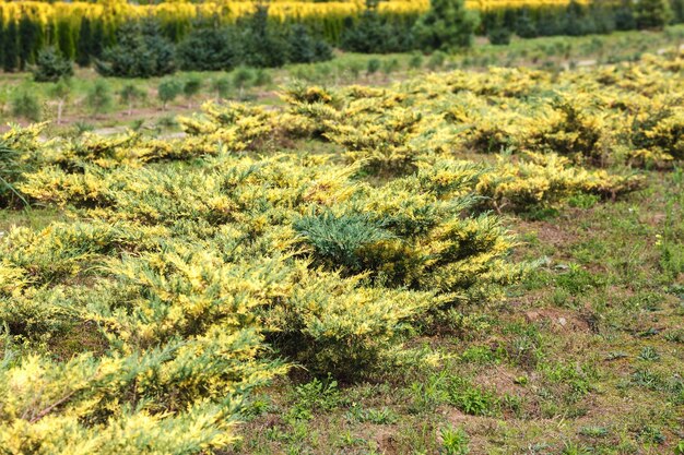 File di giovani conifere in serra con molte piante in piantagione