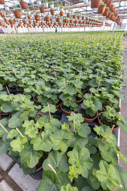 File di giovani pelargonium in serra