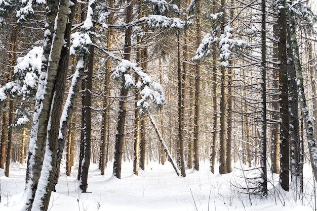 File di tronchi di pino coperti di neve nella foresta invernale