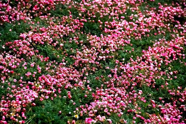 File simmetriche di fiori rosa su un campo rustico