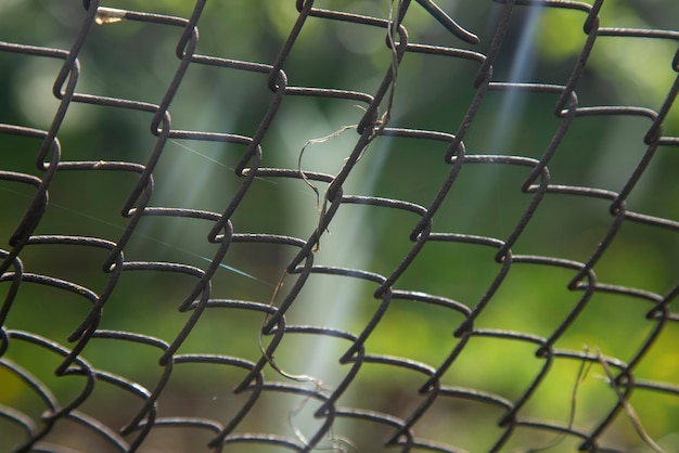 Fili da giardino e piante verdi